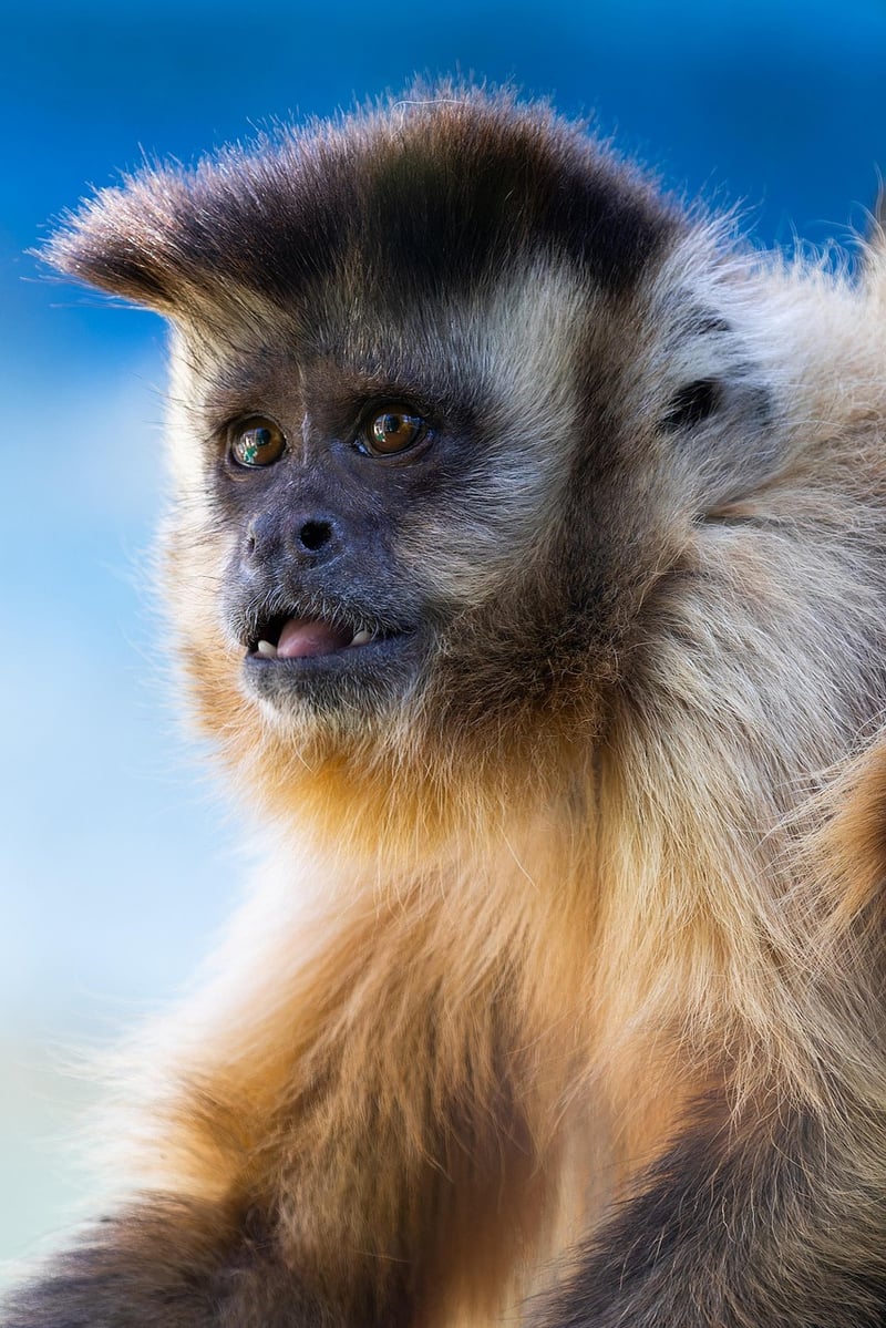 Wildlife